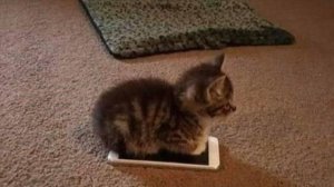 СМЕШНЫЕ КОШКИ! КОТЫ ИСПОЛЬЗУЮТ 2% МОЗГА!