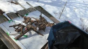 Зимнее хранение  корней пионов