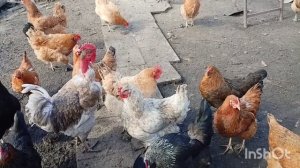 Обрезала гортензии /кое что посеяла/как живут в русской деревне..