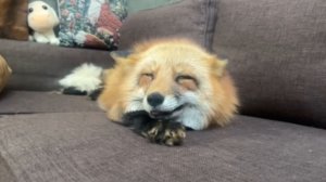 Лиса-Алиса. Сонный скрип лисы на диване