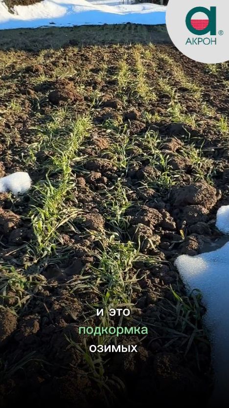 Подкормка озимых