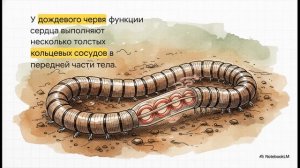 Биология 8 класс параграф 8 Транспорт веществ у животных краткий пересказ