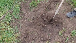 ОТКРЫВАЕМ ВИНОГРАД ВЕСНОЙ.