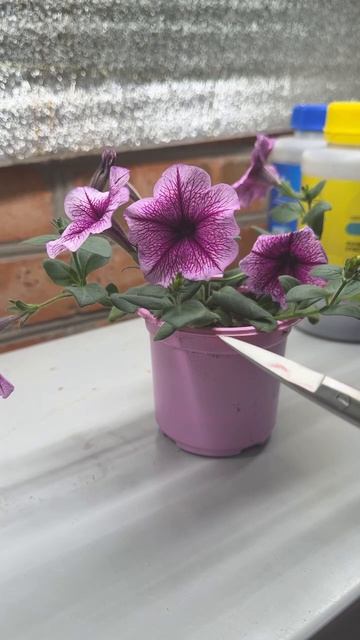 Формирование петунии: обрезка и прищипка