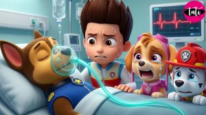 Щенячий патруль и Маршалл. Залипательное видео. Мультфильм для детей и малышей. Анимация 338