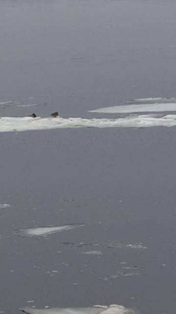 Утки тоже катаются на льдинах