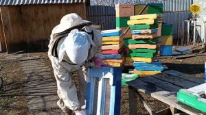 Эффективный способ дезинфекции ульев