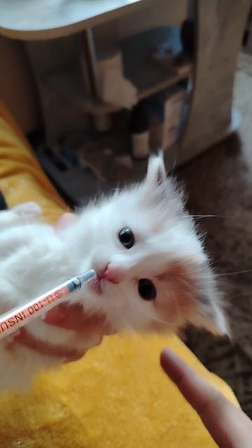 Котёнок и палец.