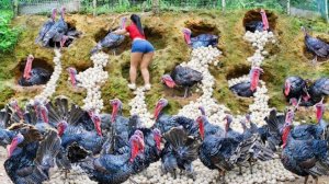 Сбор большого количества индюшачьих и утинных яиц для продажи на рынке. Сельская жизнь.