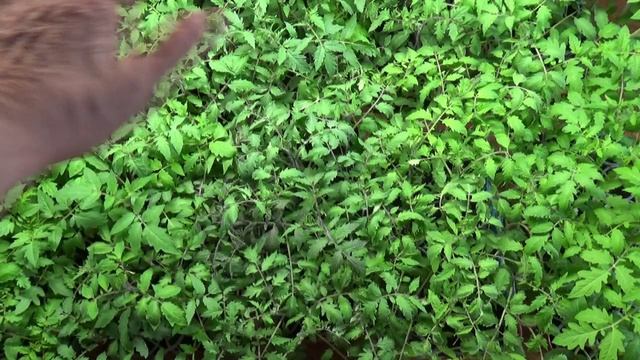 Эта рассада томатов сегодня переедет из дома в теплицу! 30 марта 2026 года.