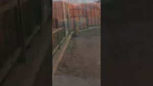 28.03.26г ШЕРхану понравились активные дети