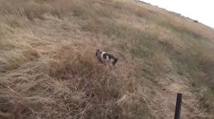 Охота на селезней! да сколько же их тут?