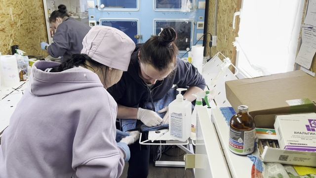 Бесплатная стерилизация в приюте 29.03.26