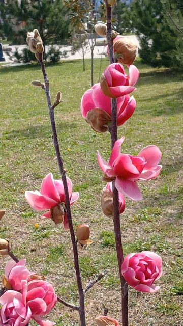 Красавица  Магнолия!!!