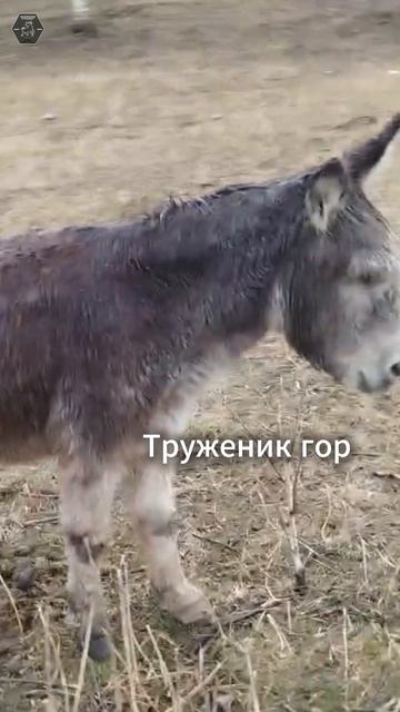 Труженик гор