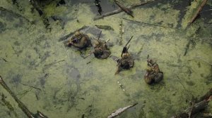 Снайперы-43 - Трейлер (2025)