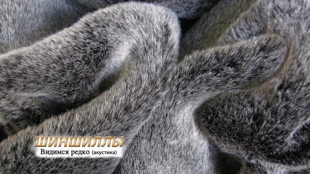 Шиншиллы — Видимся редко (акустика) (Audio)