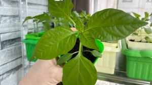 Обзор рассады на 29 марта 2026 г.