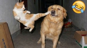 СМЕШНОЕ ВИДЕО 🤩❤️ Смешные видео про животных🤩Приколы с животными🤩Наши любимые смешные животные