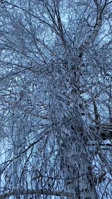 Береза в инее смотреть онлайн