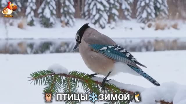 Птицы зимой в лесу 🐦_⬛🦉 🦤 видео для отдыха душой 🦅🌲(29)