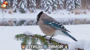 Птицы зимой в лесу 🐦_⬛🦉 🦤 видео для отдыха душой 🦅🌲(29)