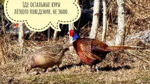 Фазаны гуляют по лужайке и ни в чём себе не отказывают. Петушок нашёл себе курочку