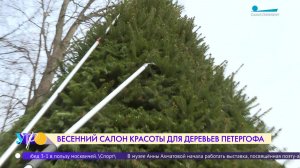 Парки Петергофа готовятся к сезону фонтанов и туристов