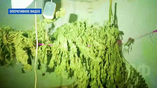 Полицейские обнаружили и изъяли у жителя Алчевска более 3 кг марихуаны и синтетические наркотики