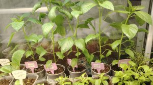 29 марта 2026г. Пикировка томатов и перцев. Дела на участке. Обработка кустов. Обзор рассады.