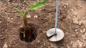 Самодельный бур для посадки растений из диска от циркулярки