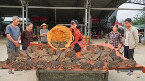 Покупаю лягушек у фермерши и везу на трицикле перепродавать на сельский рынок. Фуонг. Вьетнам