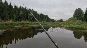 Окунинный рай. Мои уловистые тейл-спинеры!