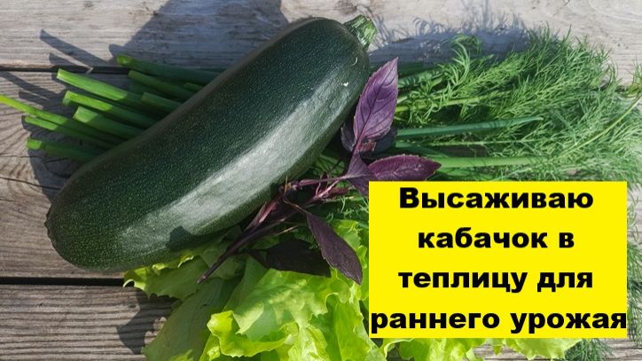 В марте высаживаю кабачок в теплицу для раннего урожая