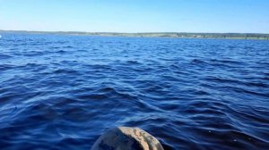 Рыбалка на окуней-кабанчиков после нереста на реке Обва Пермский край на силиконовые приманки