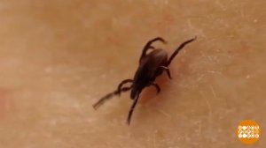 Клещи проснулись! Пора прививаться? Доброе утро. Фрагмент выпуска от 30.03.2026