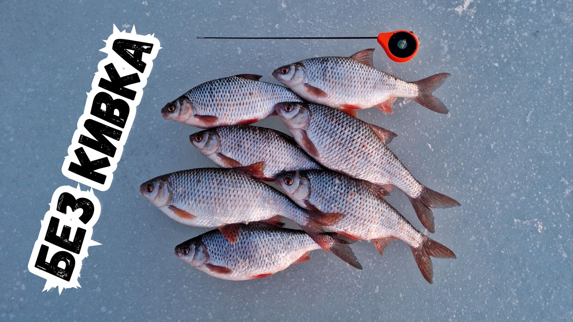 Крупная плотва без кивка - безмотылка ру