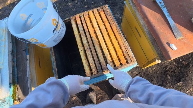 Ревизия пчелиных семей