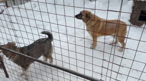 Сердца, которые согревают