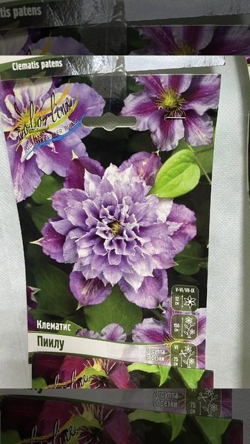 Клематисы украсят любой дачный участок.