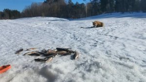 Наглая🦊 Рыбалка на плотву.