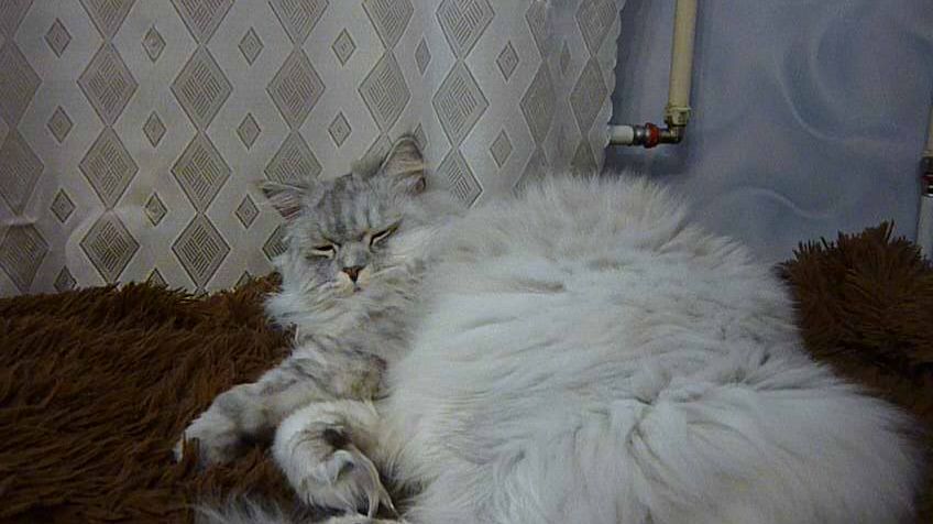 Разбудить кота-засоню.. Про Лесика. (архив).