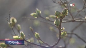 Воздух в Москве в понедельник прогреется до плюс 19 градусов