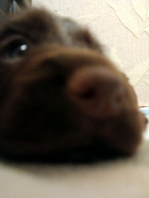 общение с чатам