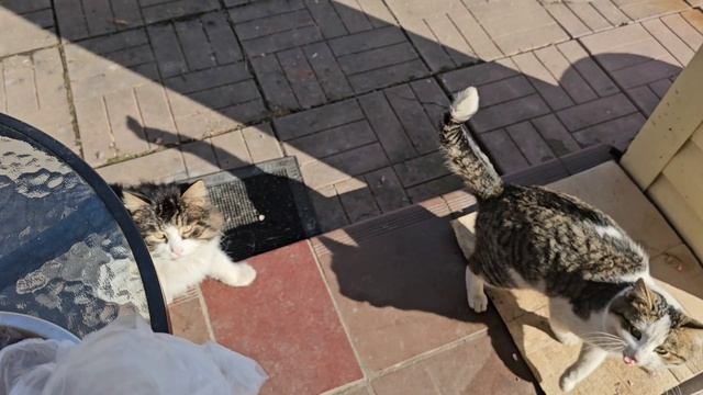 🔥Клёпа и Енотик перегрелись на солнце, обленились немного 🐈🐈⬛️ смотреть онлайн