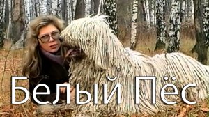 Белый Пёс.  Автор стихов и музыки Елена Лемехова. В кадре - комондор Витус Кастор'з Хаус.