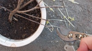 Фуксии вынесла из подвала. Как перезимовали?