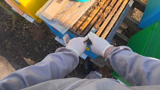 30.03.26  Ревизия пчелиных семей в пеноуликах. Двухматочное содержание.