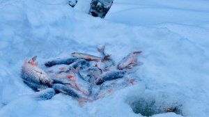 Реальна рыбалка без монтажа № 10. Зимняя рыбалка 2025.