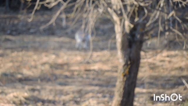 1000007897.mp4Весна. Гуляет косой.